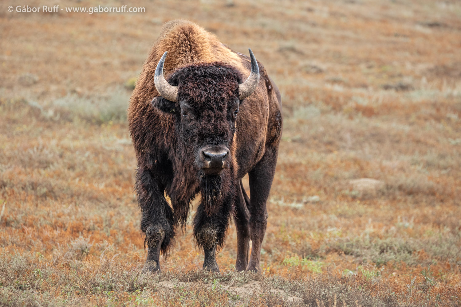 GRF_250914_1604_bison.jpg