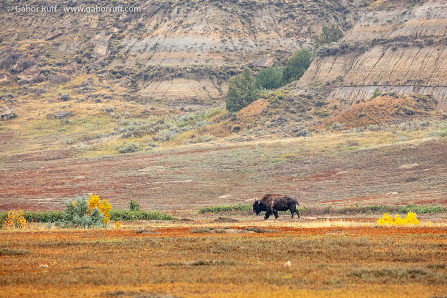 Theodore Roosevelt National Park