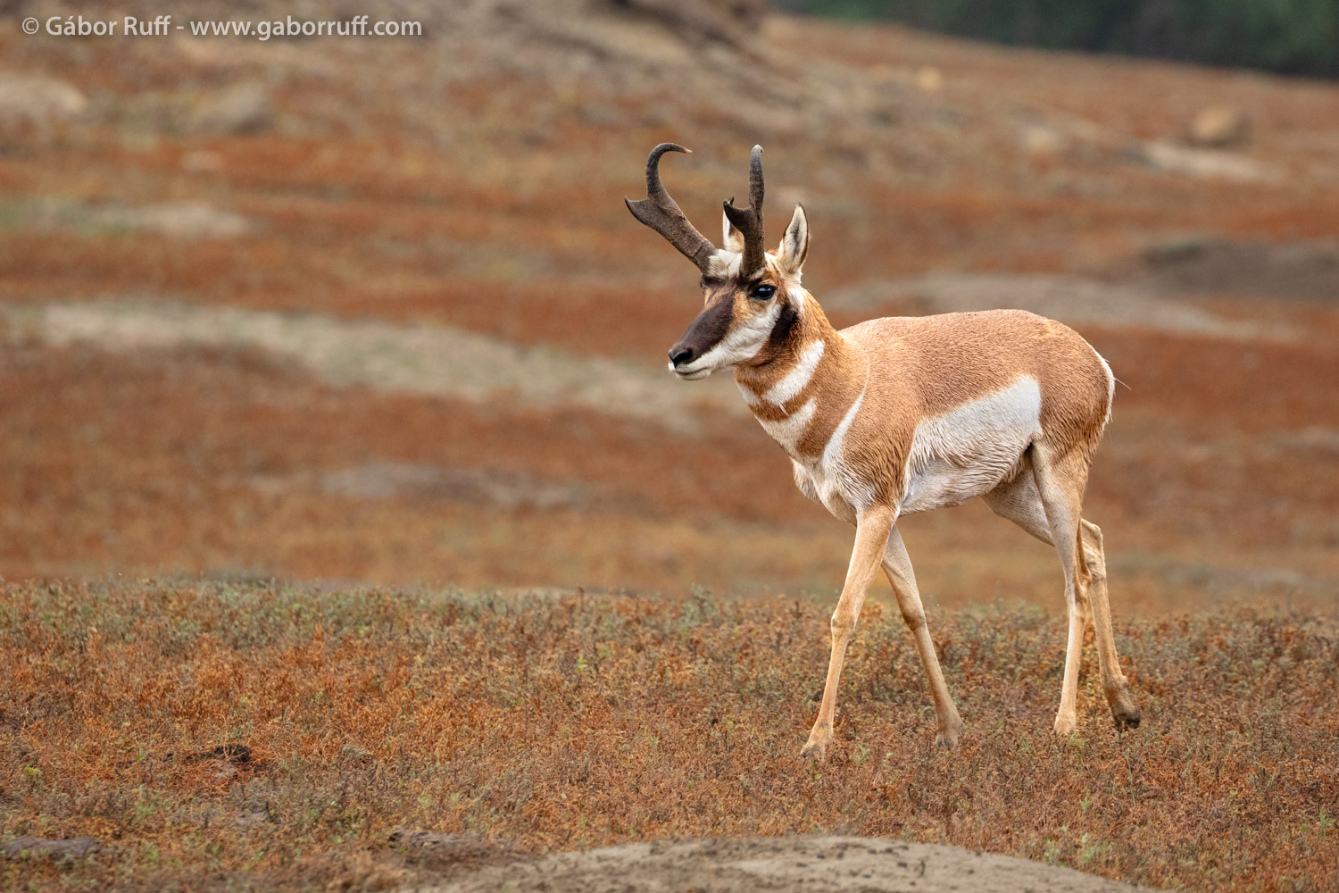 Pronghorn