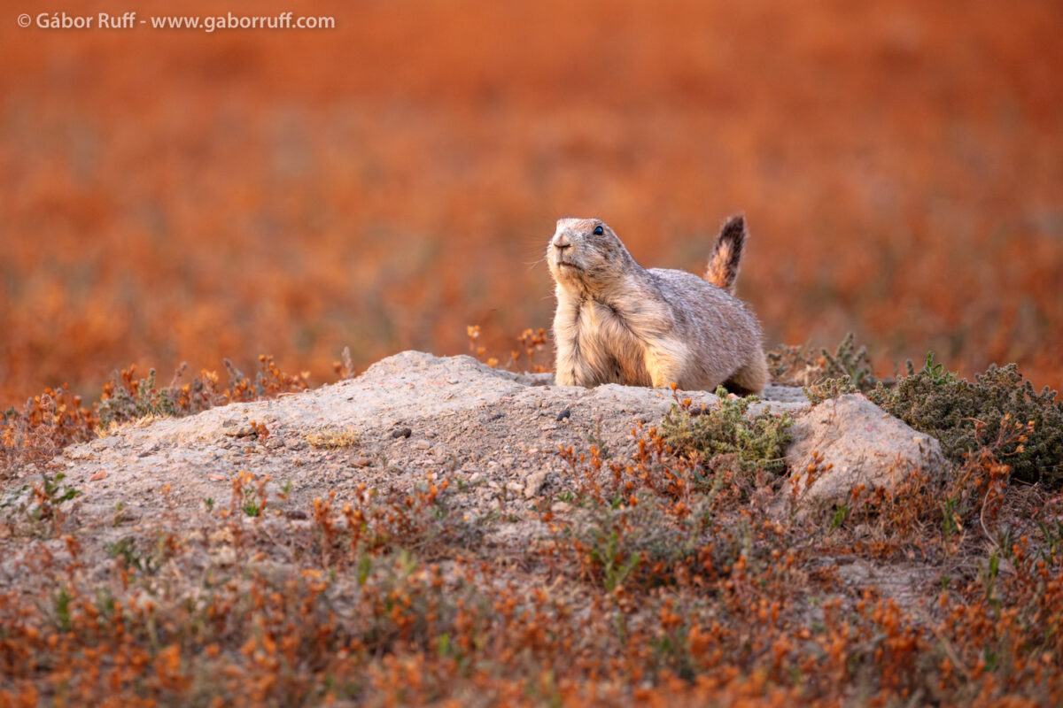 Prairie Dog Prairie Dog