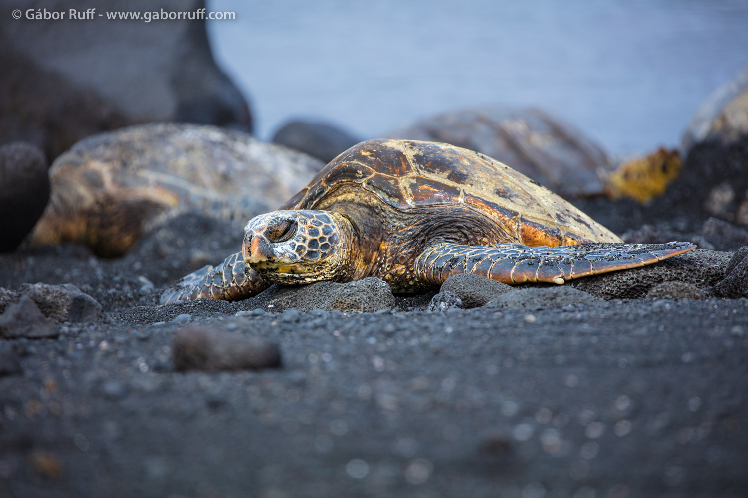 Green Sea Turtle