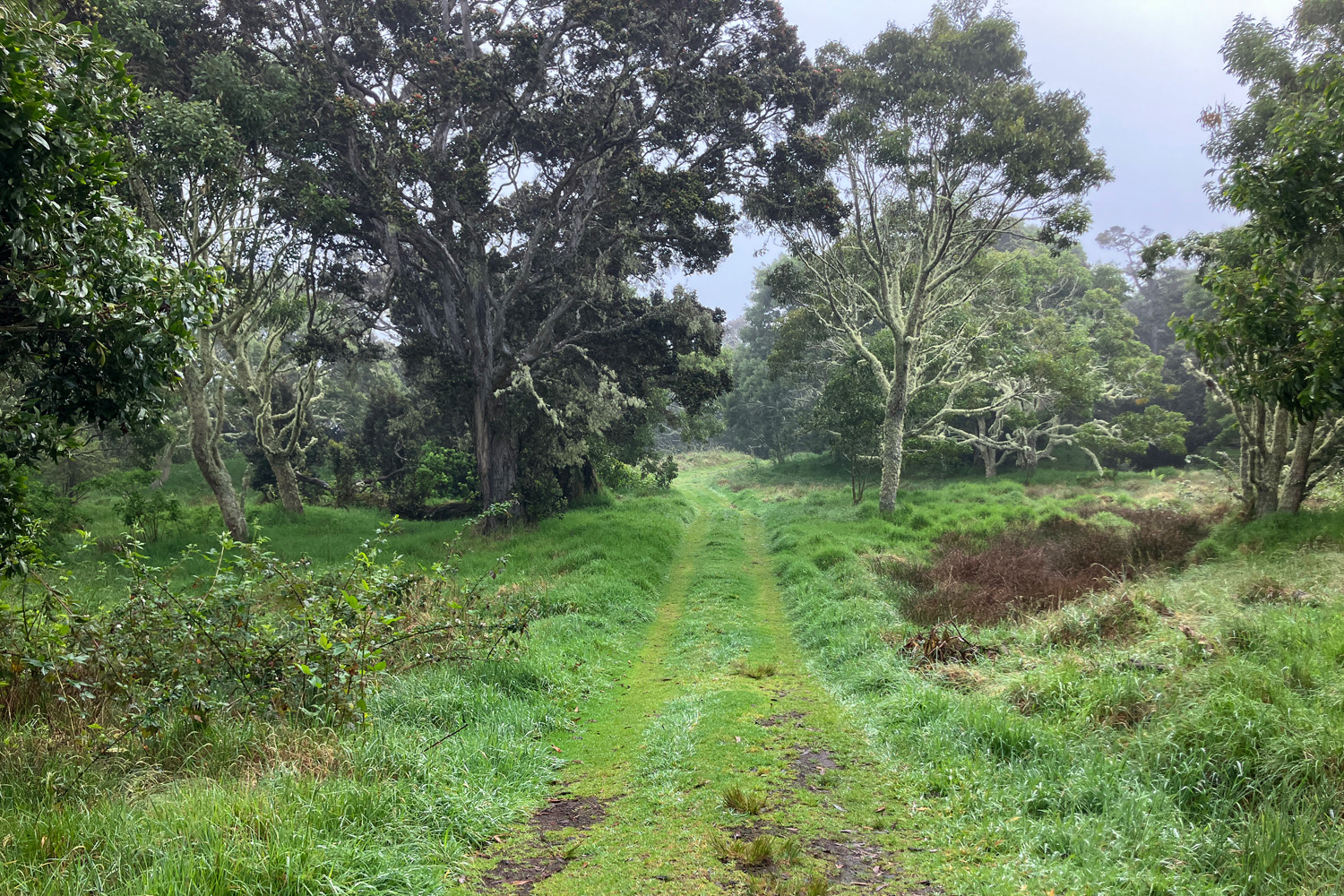 Hakalau Forest NWR Hakalau Forest NWR