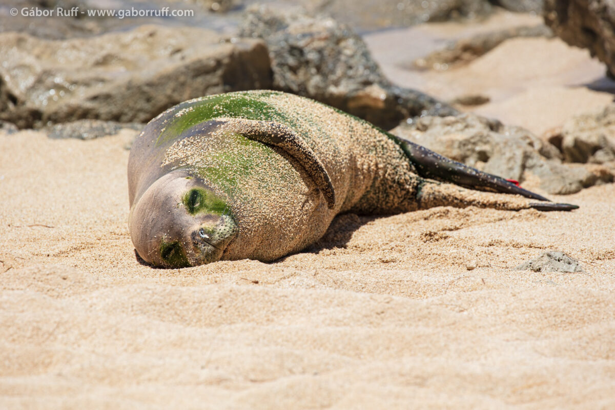 Hawaiian monk seal