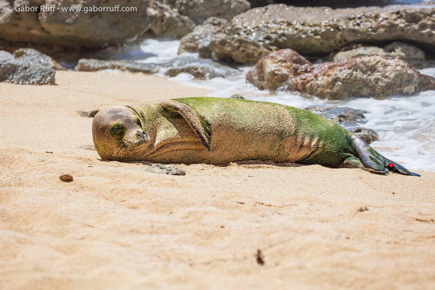 Hawaiian monk seal Hawaiian monk seal