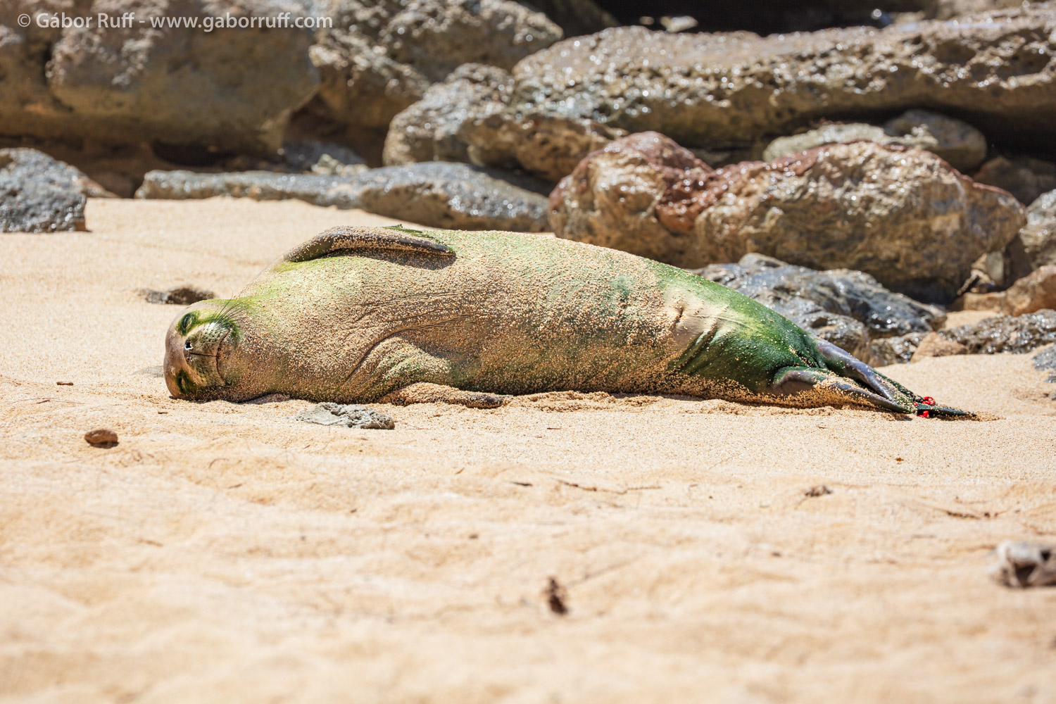 Hawaiian monk seal Hawaiian monk seal