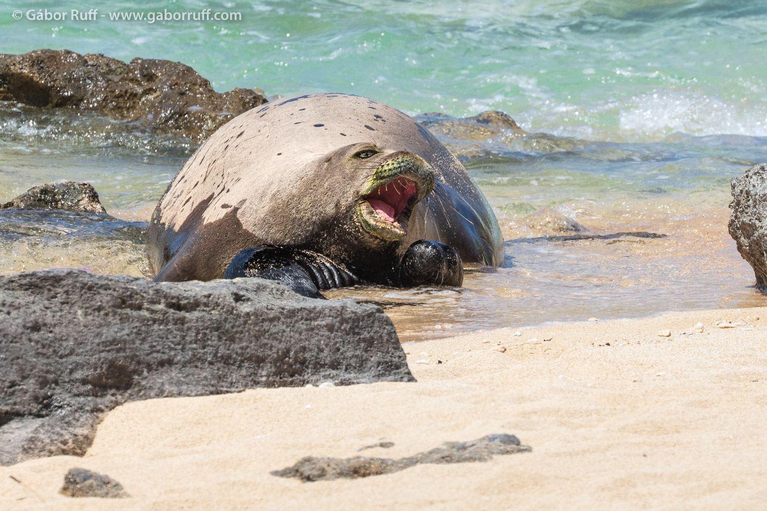 Hawaiian monk seal Hawaiian monk seal