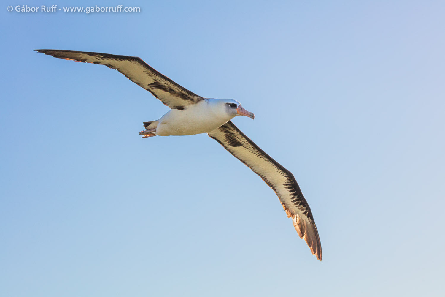 Laysan albatross Laysan albatross