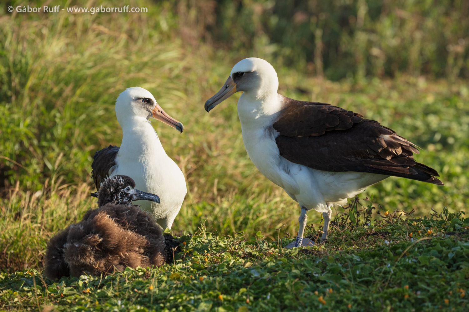 Laysan albatross Laysan albatross