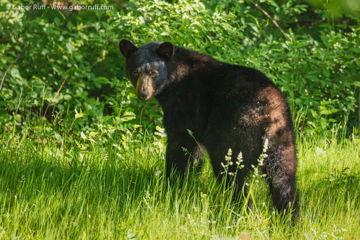 Black Bear