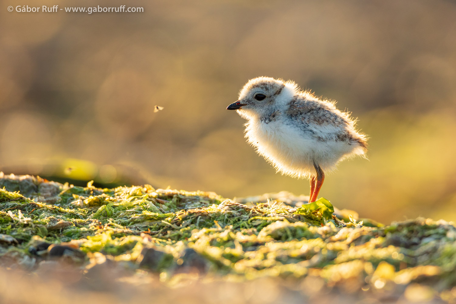 GRF_2399_piping-plover-chick.jpg