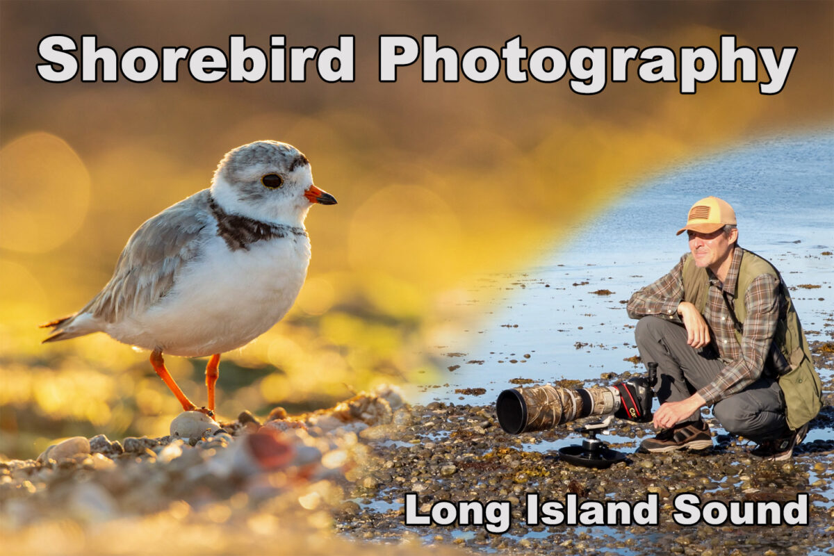 Shorebird Photography