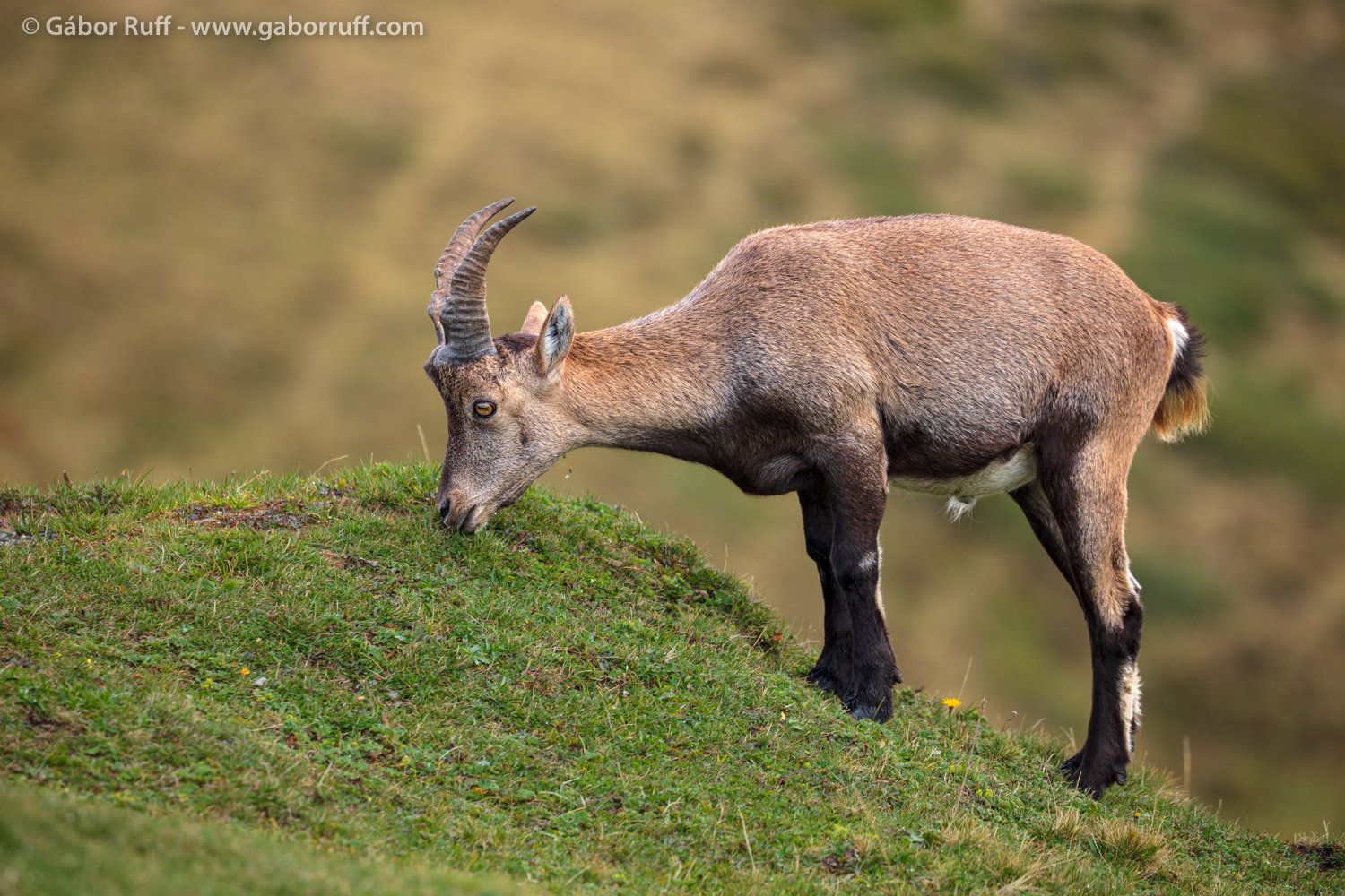 Alpine ibex Alpine ibex