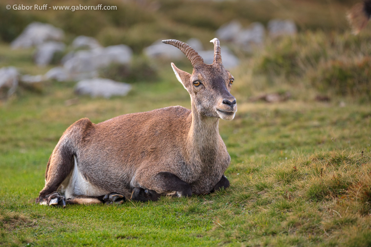Alpine ibex Alpine ibex