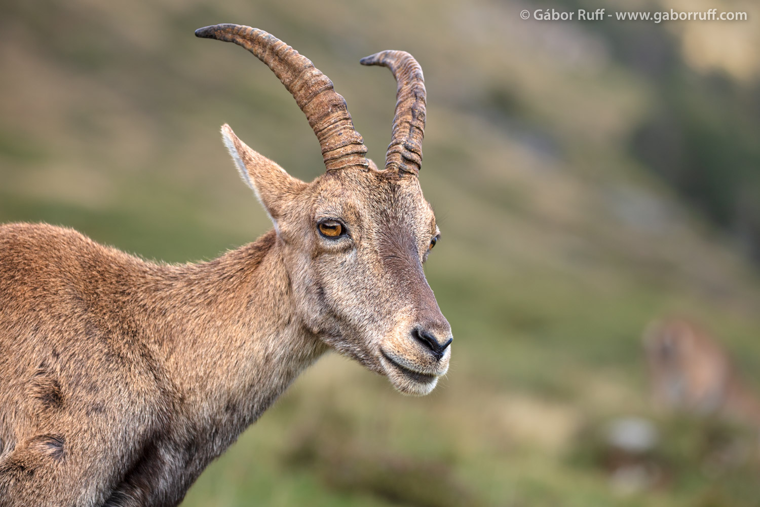 Alpine ibex Alpine ibex