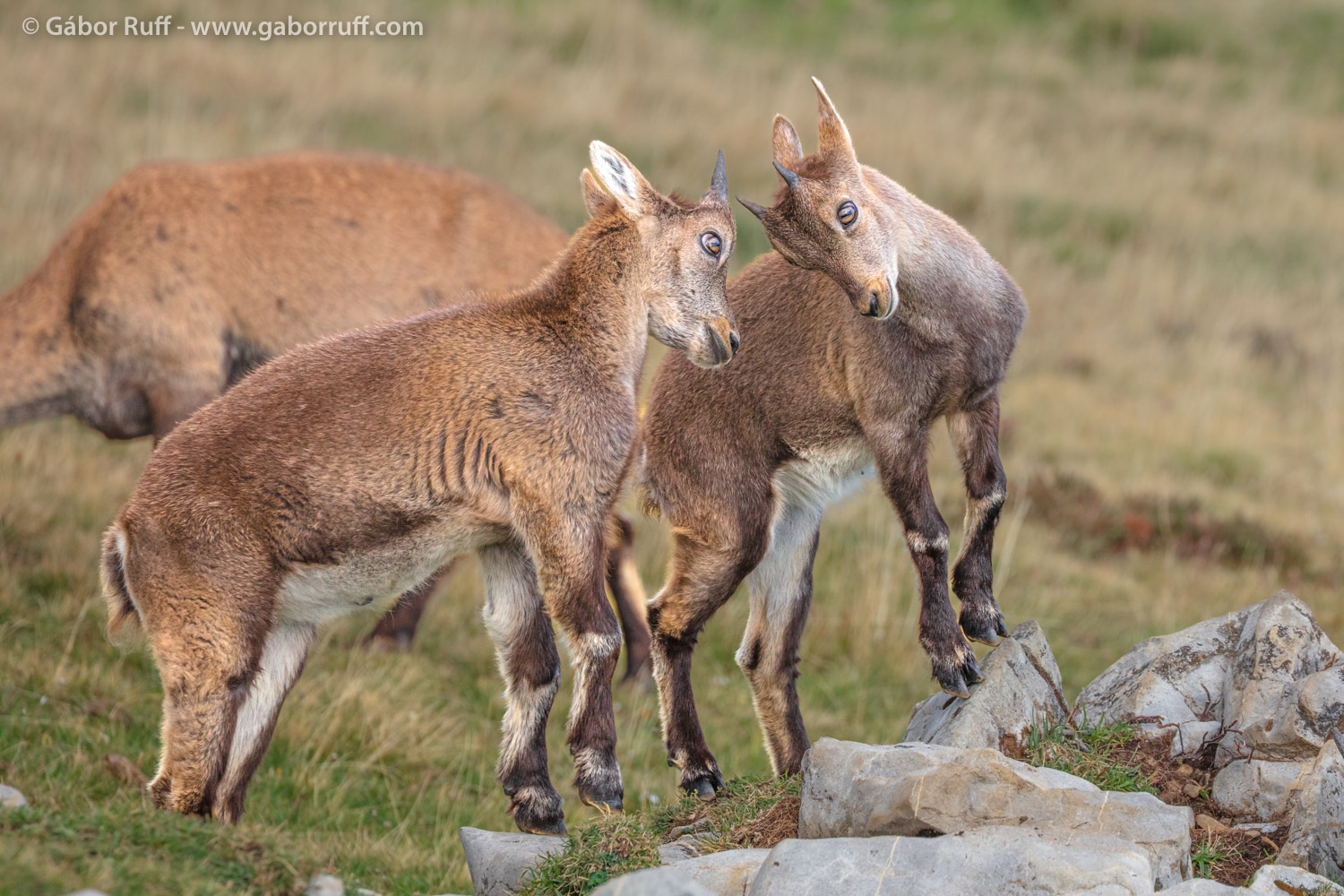 Alpine ibex Alpine ibex