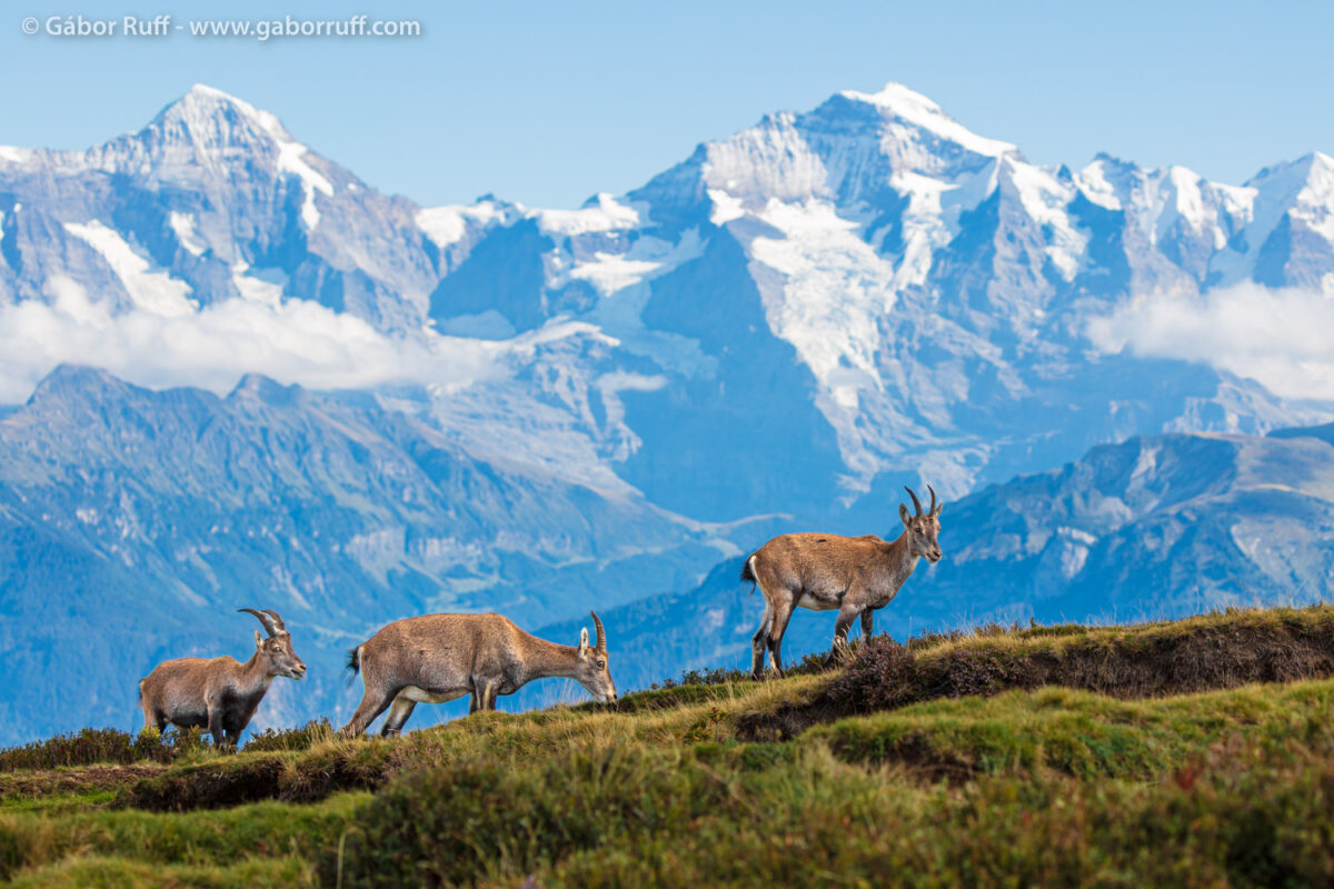 Alpine ibex Alpine ibex