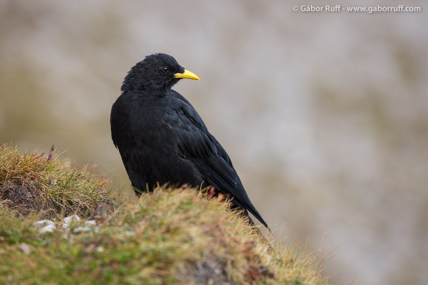 Alpine chough Alpine chough