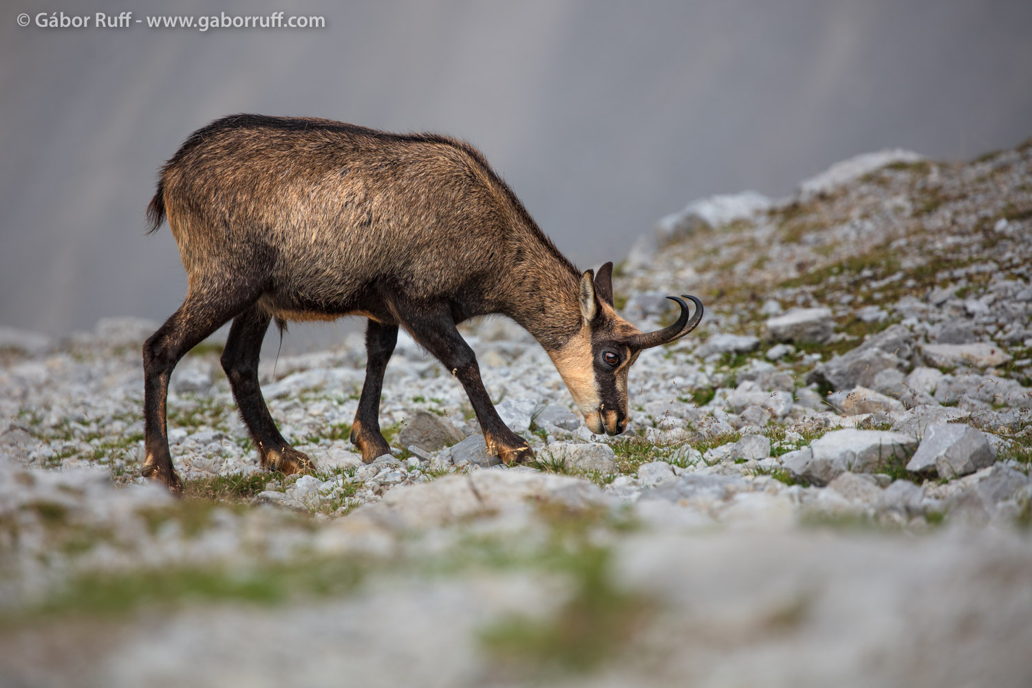 Chamois Chamois