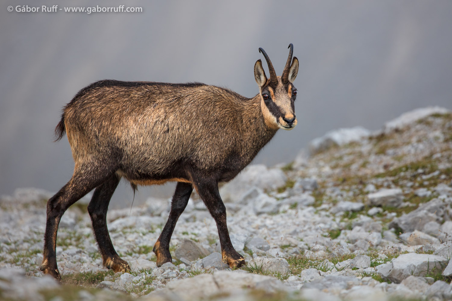 Chamois Chamois