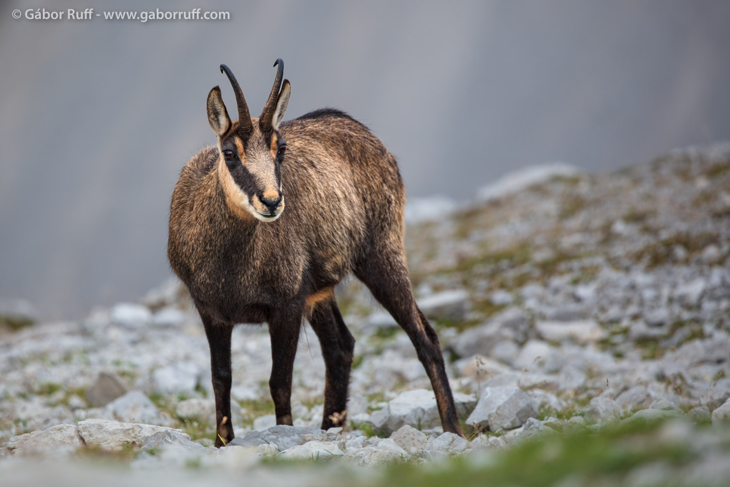 Chamois Chamois