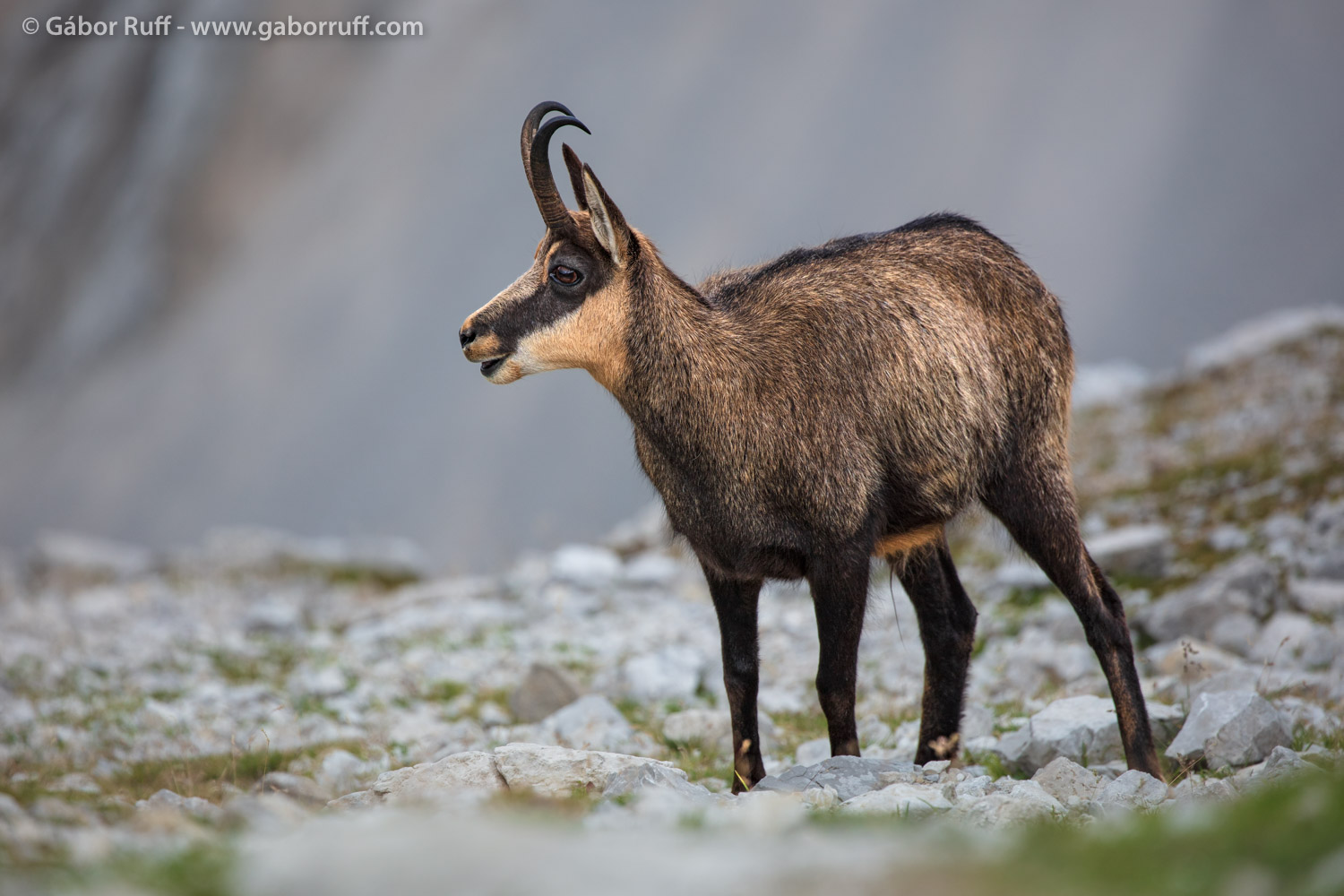 Chamois Chamois