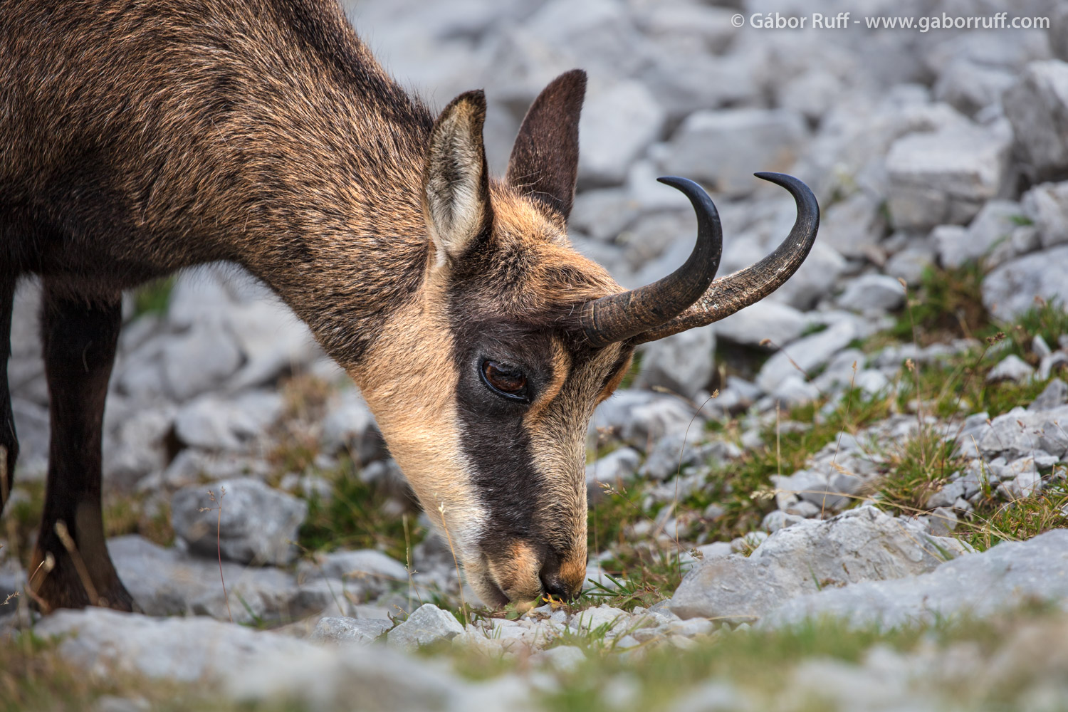 Chamois Chamois