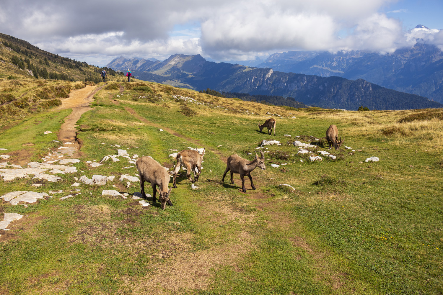 Alpine ibexes at Niederhorn Alpine ibexes at Niederhorn