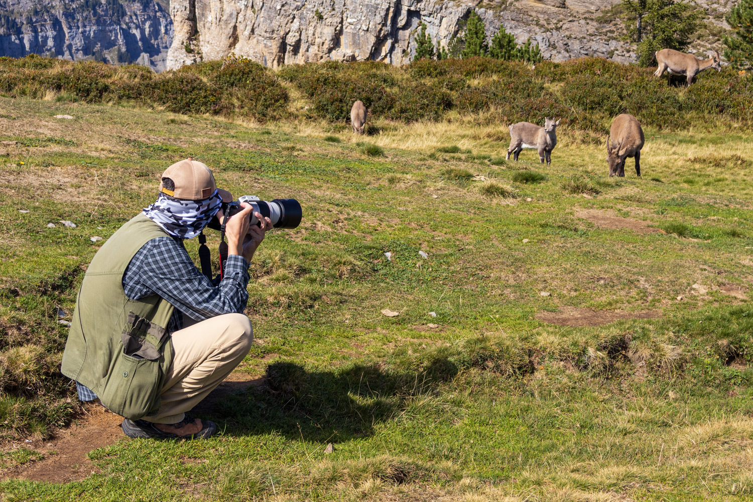 Alpine ibex photography Alpine ibex photography