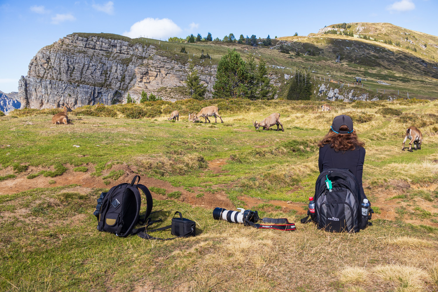 Wildlife watching in the Alps Wildlife watching in the Alps
